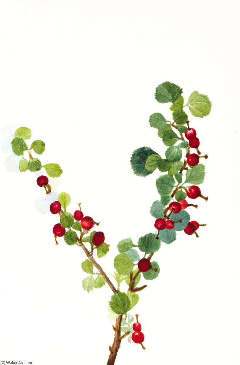 Currant (unfinished) (ribes Species) — Mary Morris Vaux Walcott