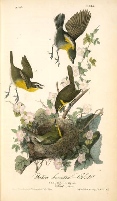 Yellow-breasted Chat. 1. 2. 3. Male. 4. Female. (sweet Briar.) — John James Audubon
