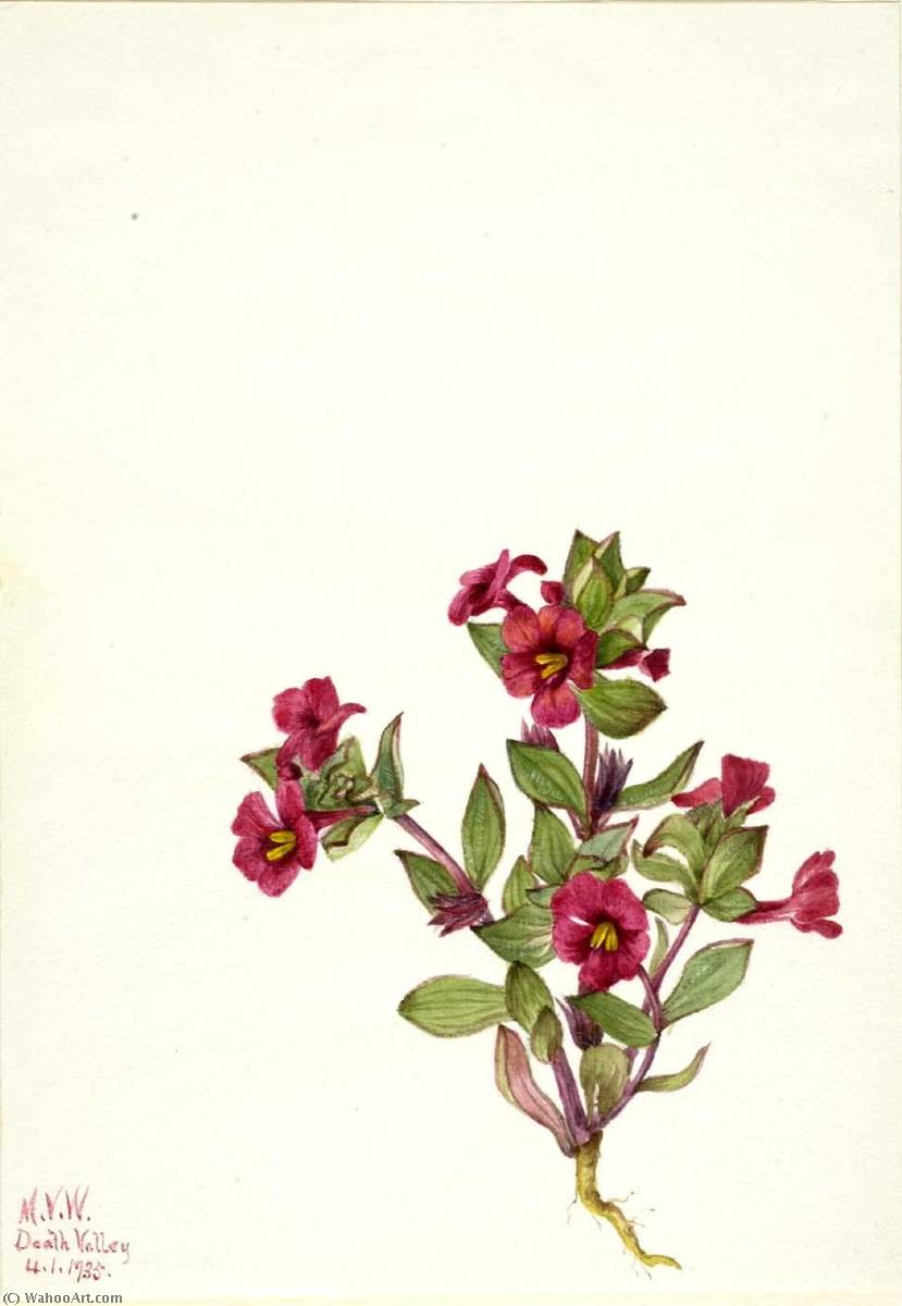 Purple Monkey Flower (mimulus Bigelovii) — Mary Vaux Walcott
