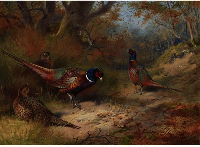 Ring Neck Pheasants — Archibald Thorburn