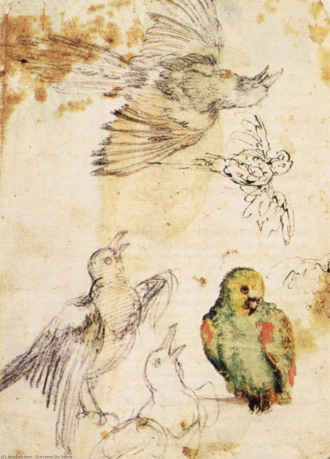 Study Of A Parrot And Other Birds — Giovanni Da Udine