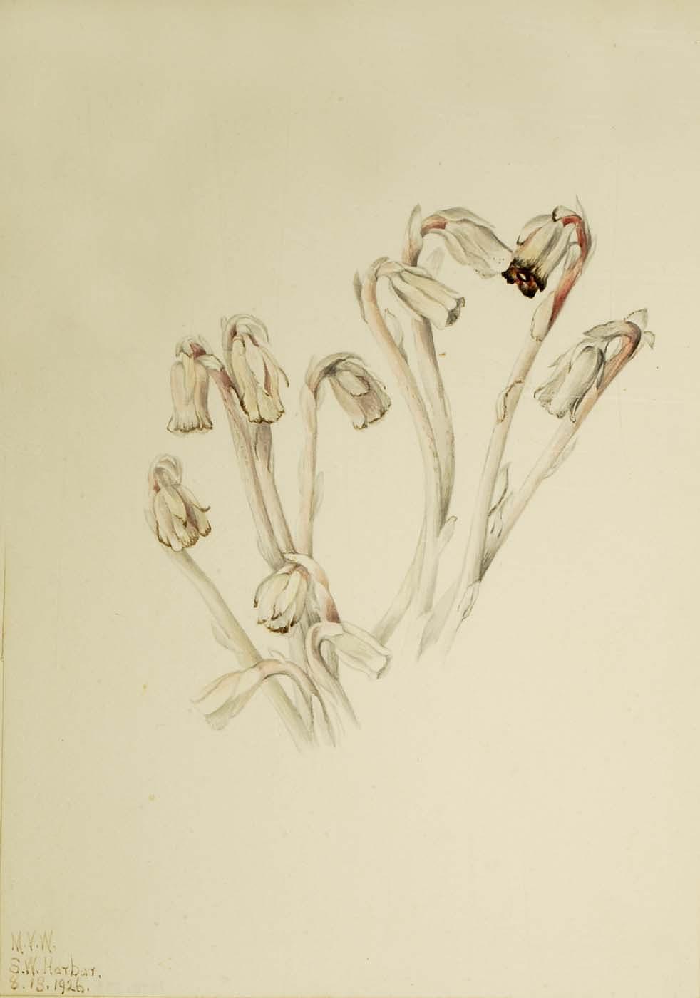 Indian Pipe (monotropa Uniflora) — Mary Morris Vaux Walcott