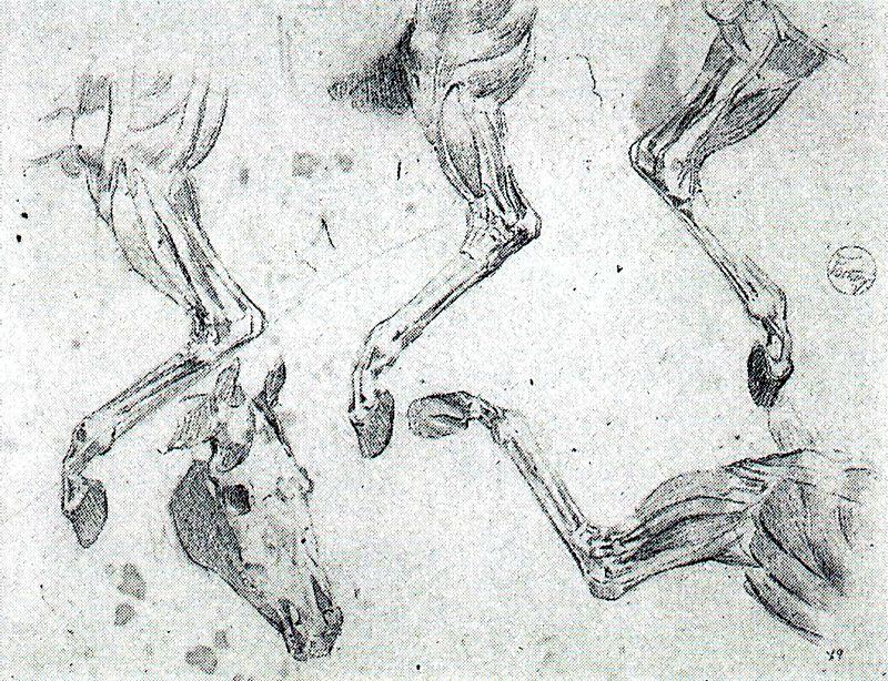 Anatomical Study Of A Horse — Mariano Fortuny