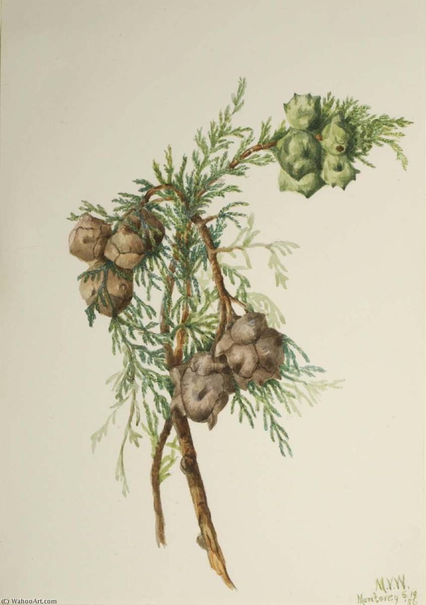 Monterey Cypress (cupressus Macrocarpa) — Mary Vaux Walcott
