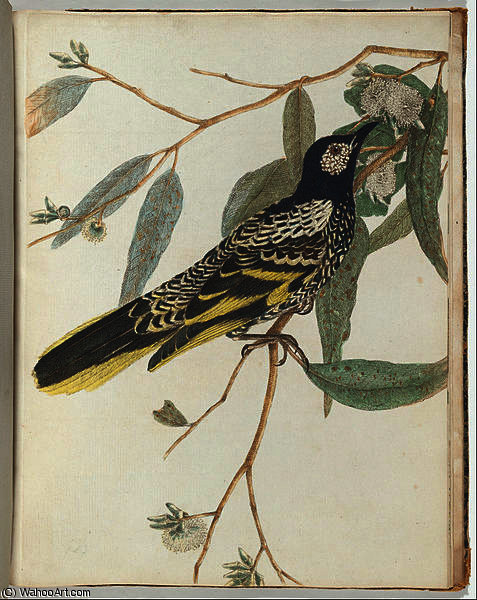 Warty Face Honeysucker — John William Lewin