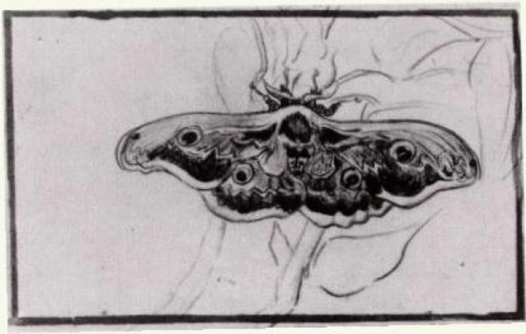 Death's Head Moth — Vincent Willem Van Gogh