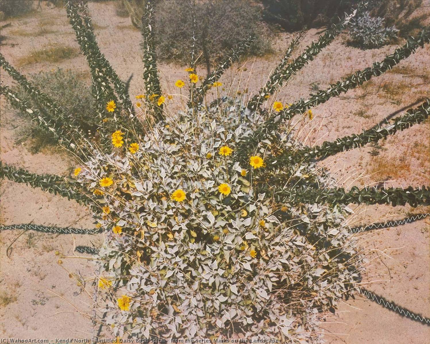 Untitled Daisy Bush Spiral, From The Series Marks On The Landscape — Kenda North