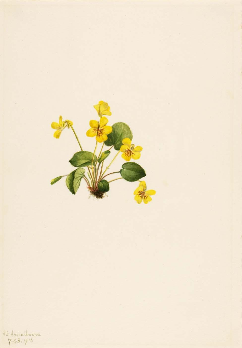 Yellow Violet (viola Orbiculata) — Mary Vaux Walcott