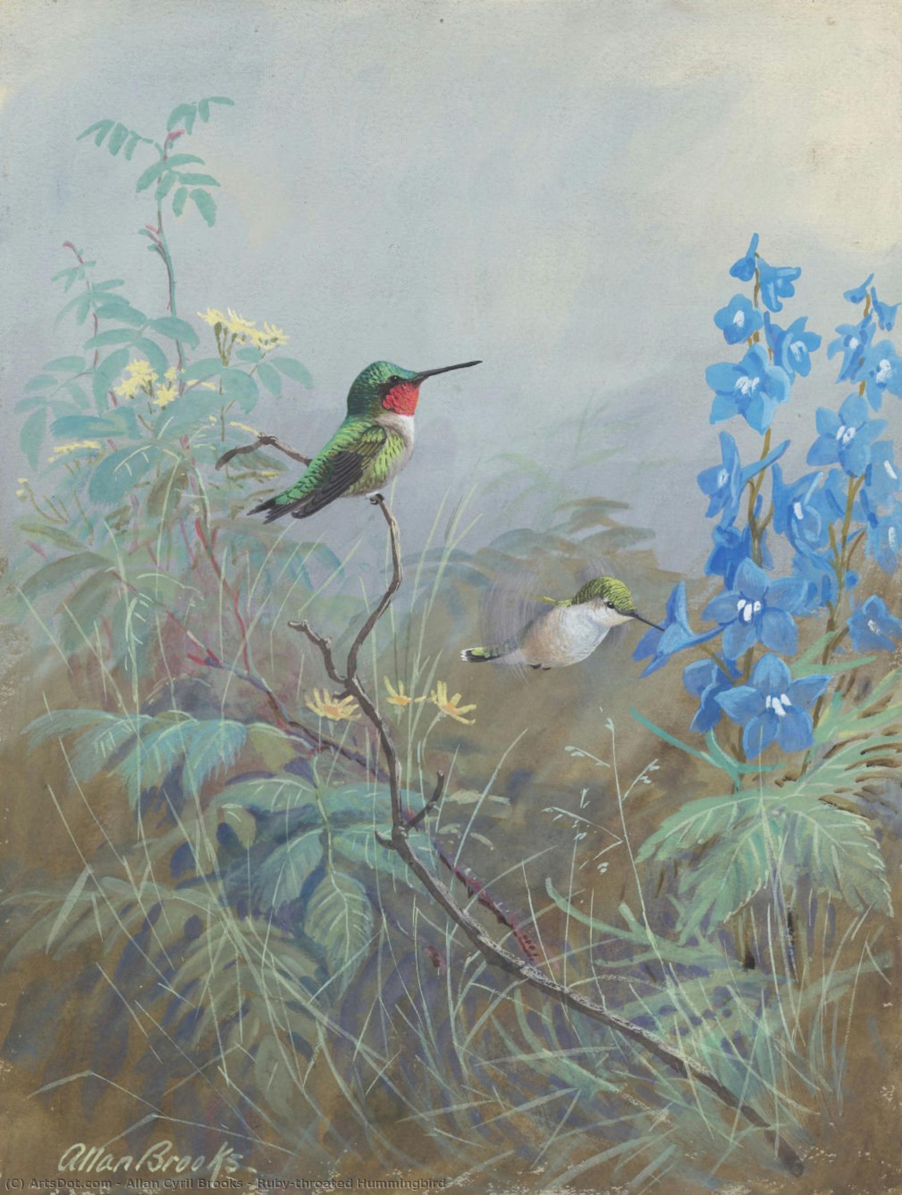 Ruby-throated Hummingbird — Allan Cyril Brooks