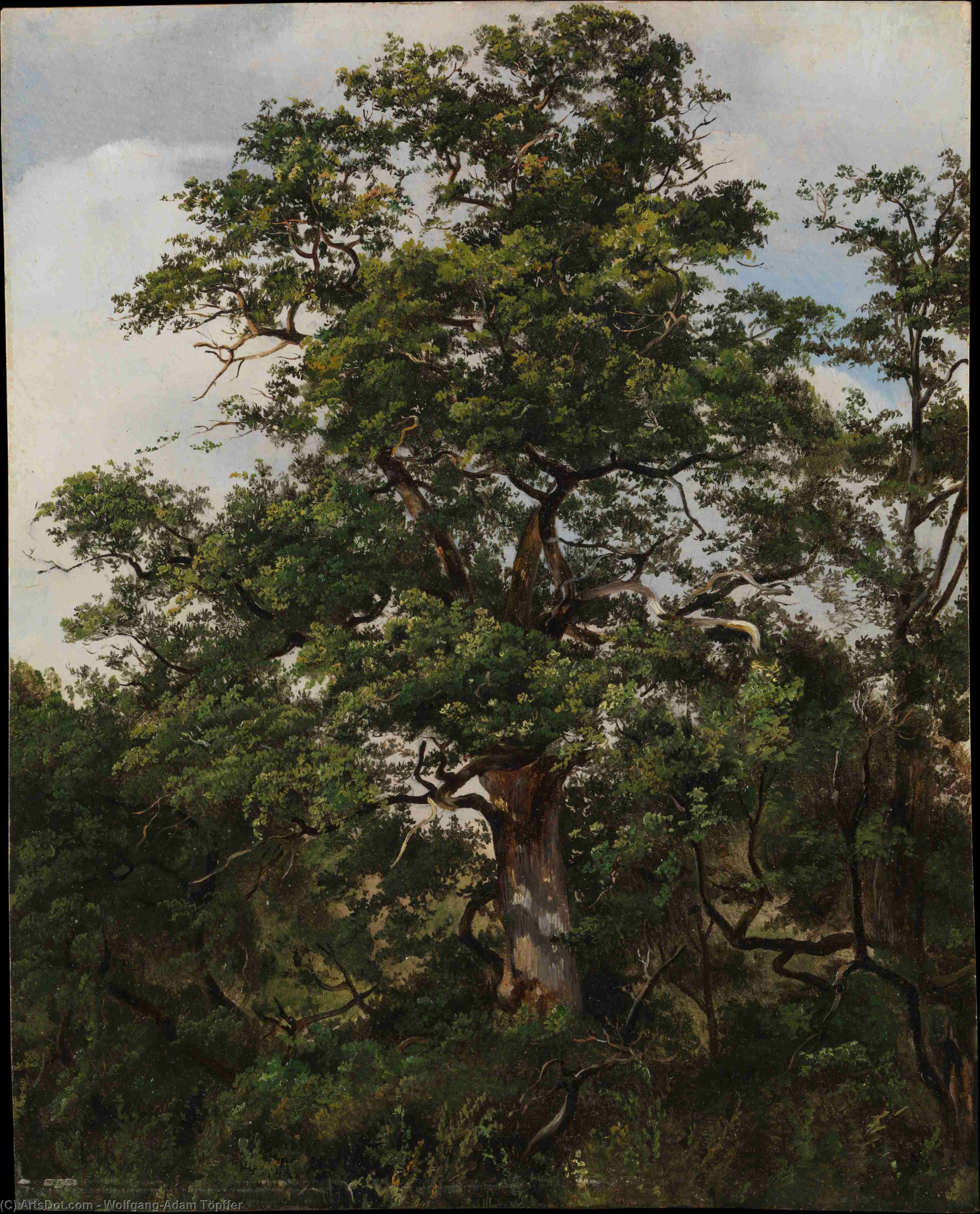 Oak Tree — Wolfgang-adam Töpffer