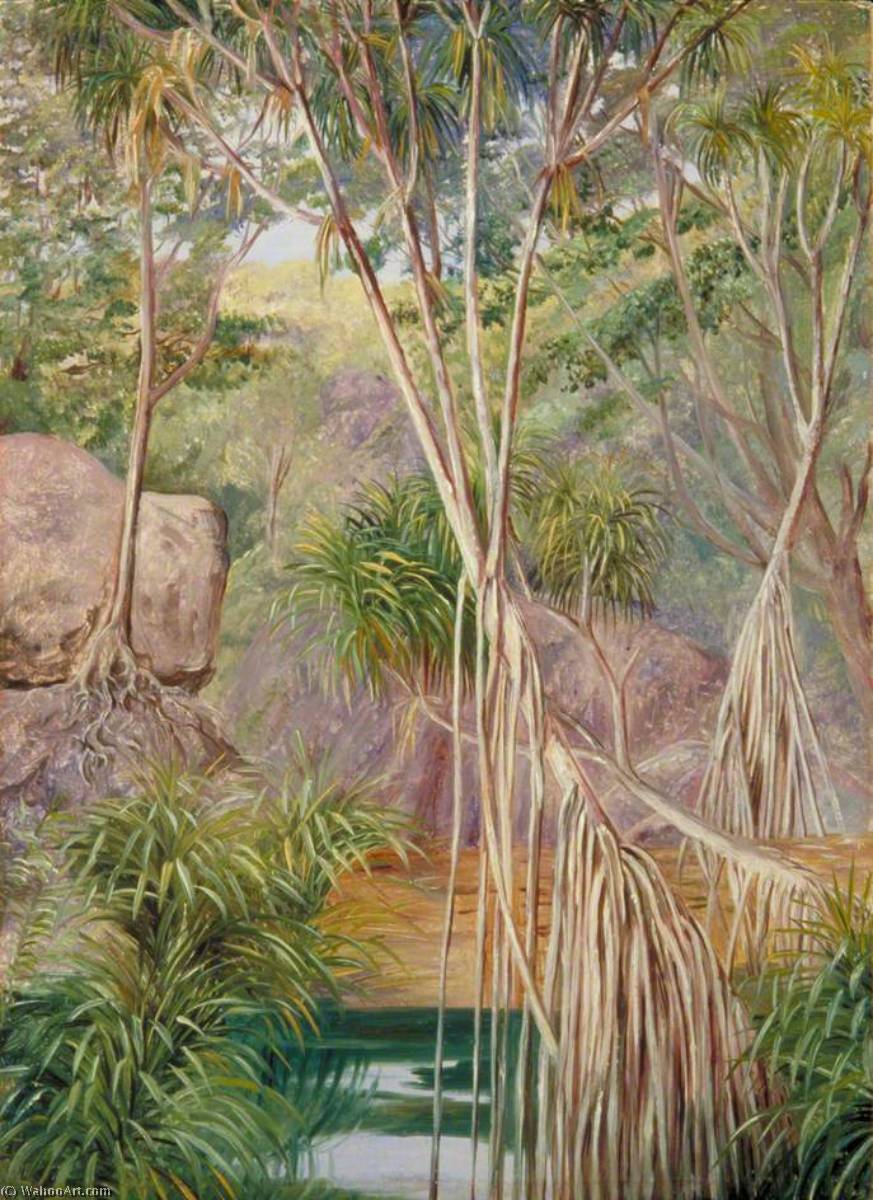 Pandanos En Praslin, Seychelles — Marianne North