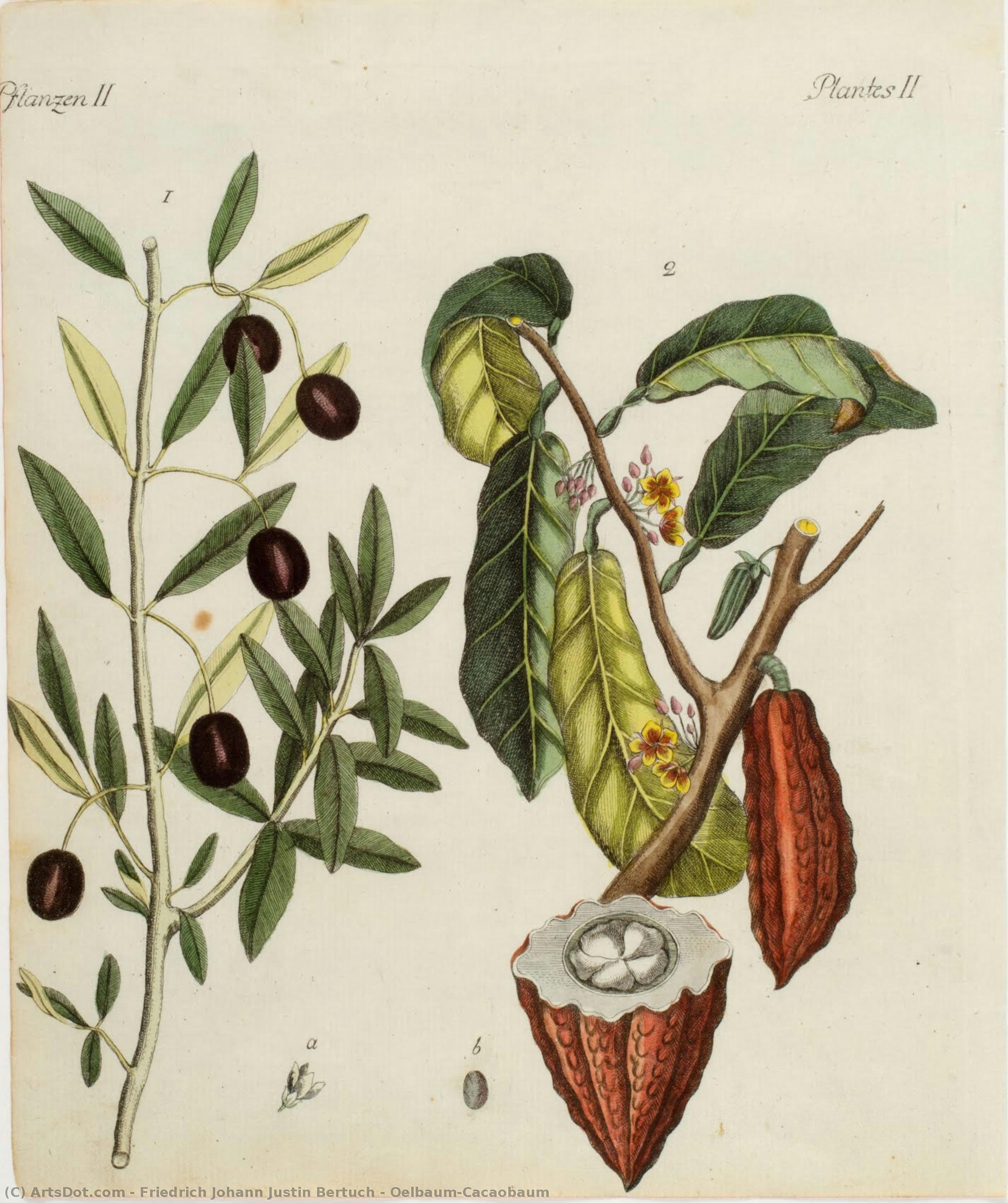 Oelbaum-cacaobaum — Friedrich Johann Justin Bertuch