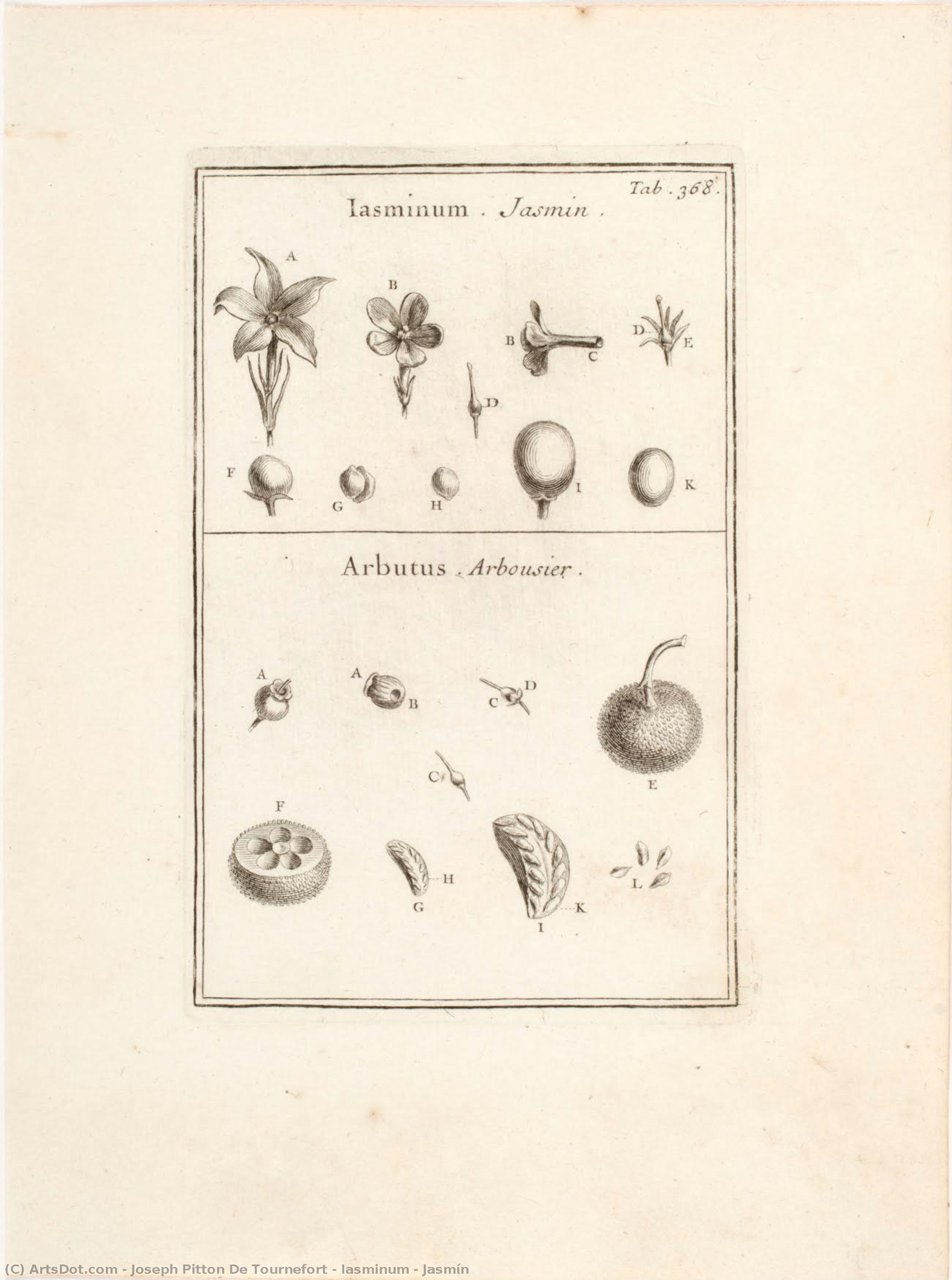 Iasminum - Jasmín — Joseph Pitton De Tournefort