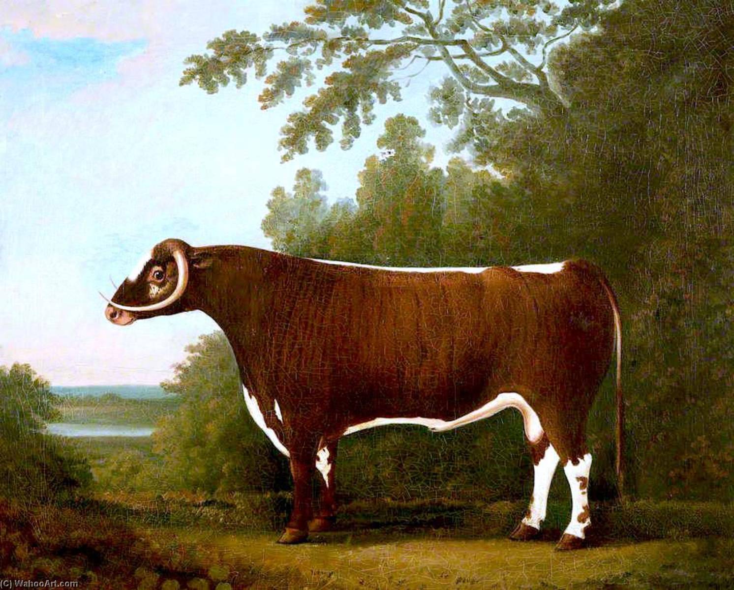 Longhorn Bull — John Boultbee