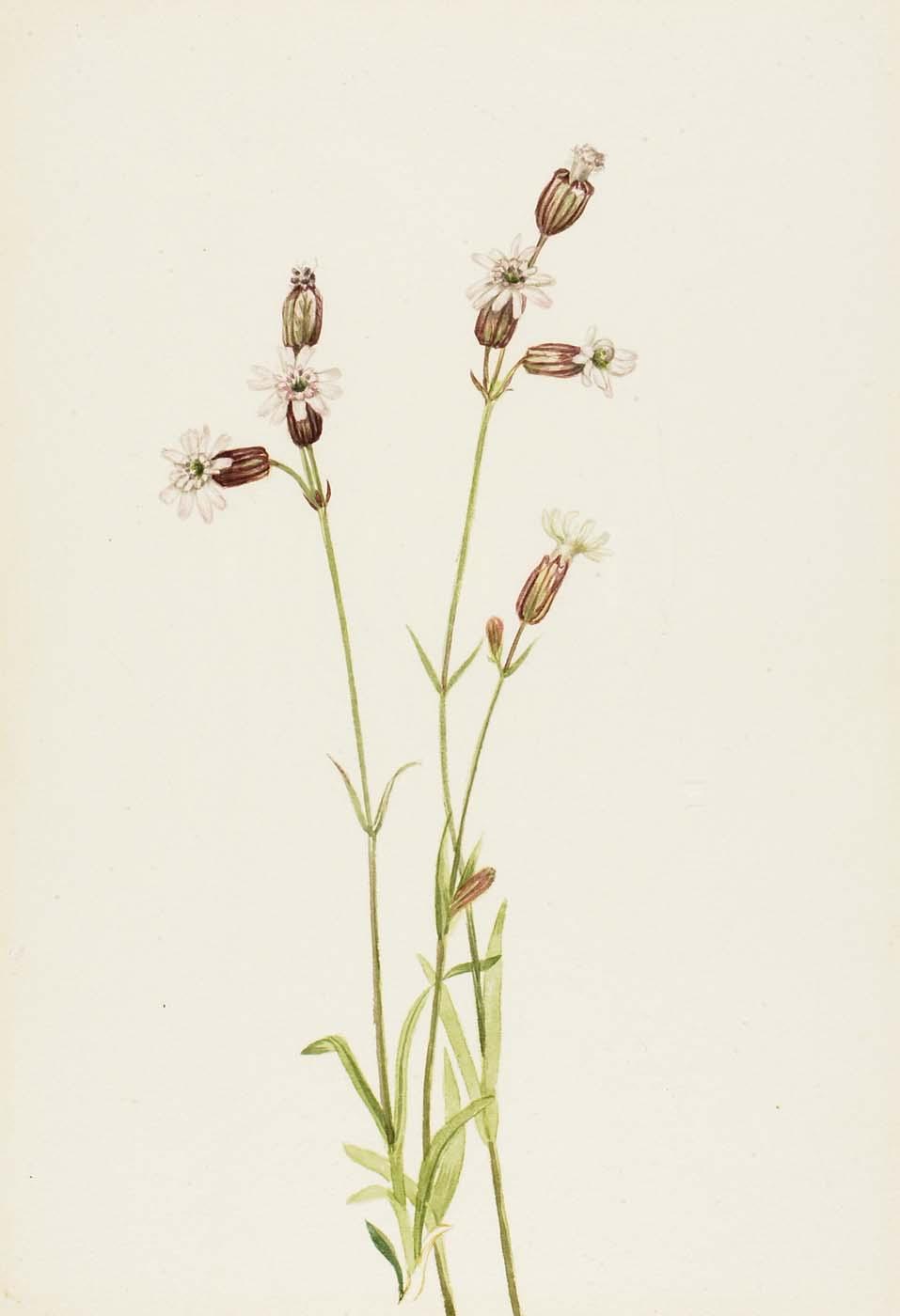 Silene Multicaulis — Мэри Вокс Уолкотт