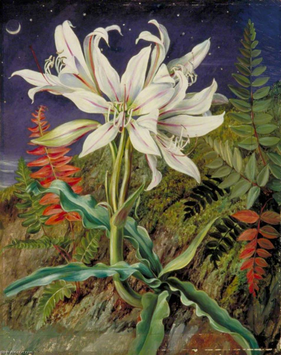 Night Flowering Lily And Ferns, Jamaica — マリアン・ノース