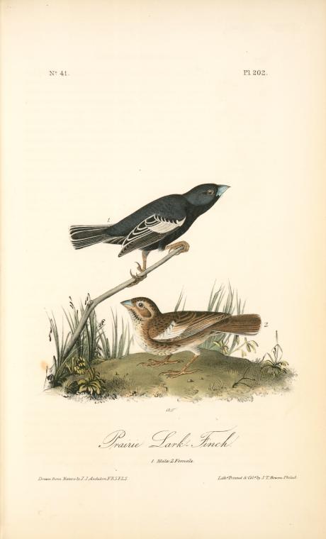 Prairie Lark-finch. 1. Male. 2. Female. — John James Audubon
