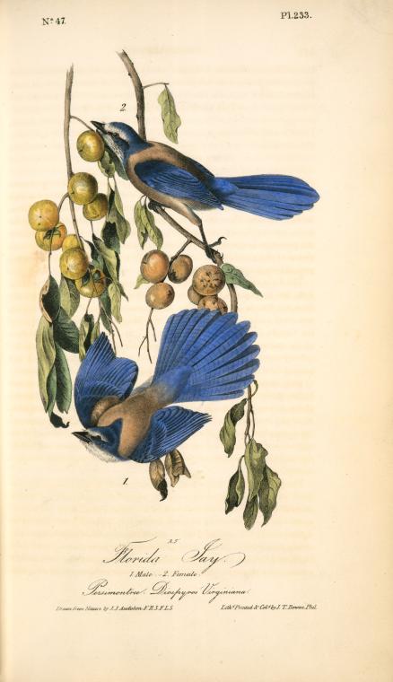 Florida Jay. 1. Male. 2. Female. (persimontree. Diospyros Virginiana.) — John James Audubon