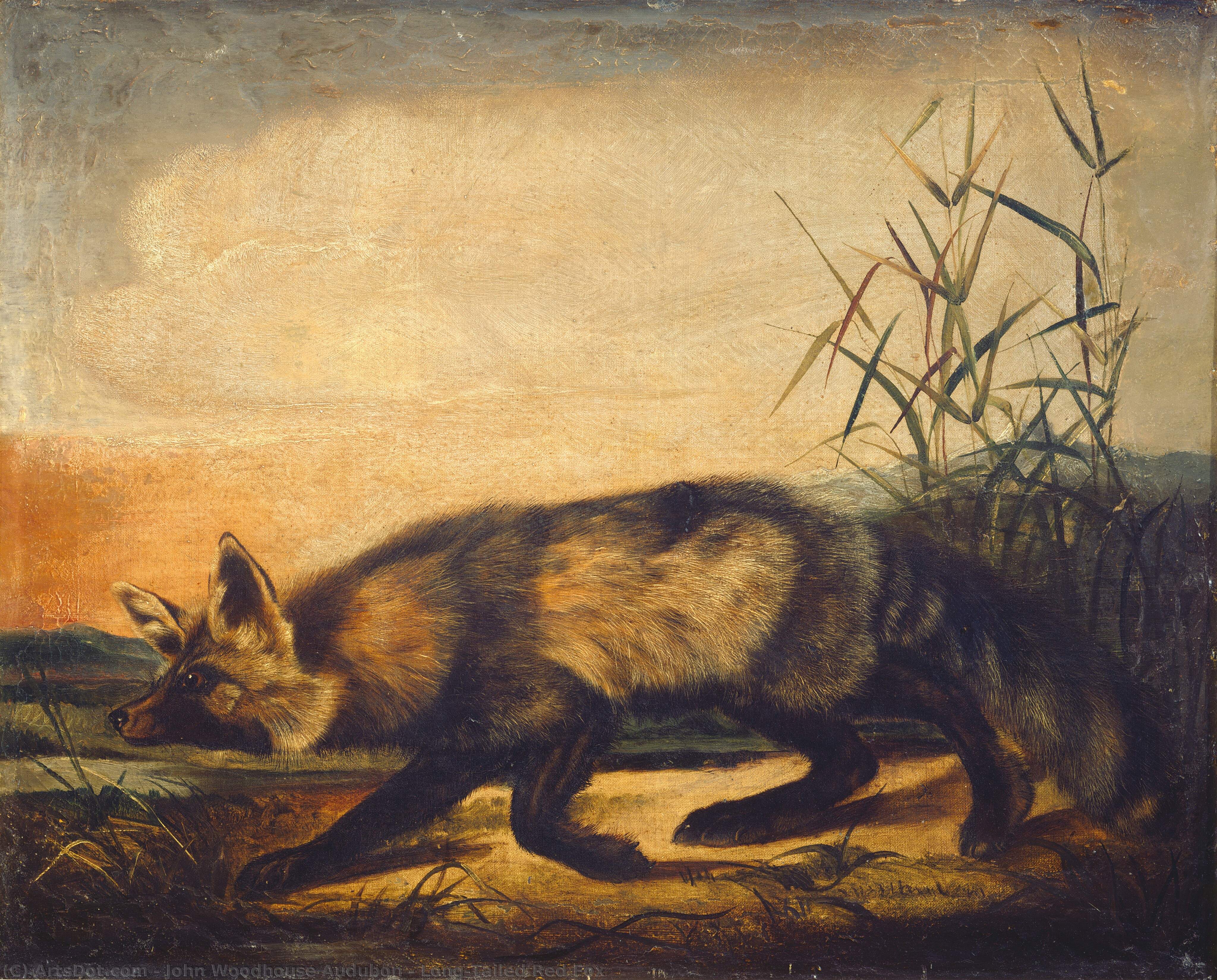 Long-tailed Red Fox — John Woodhouse Audubon