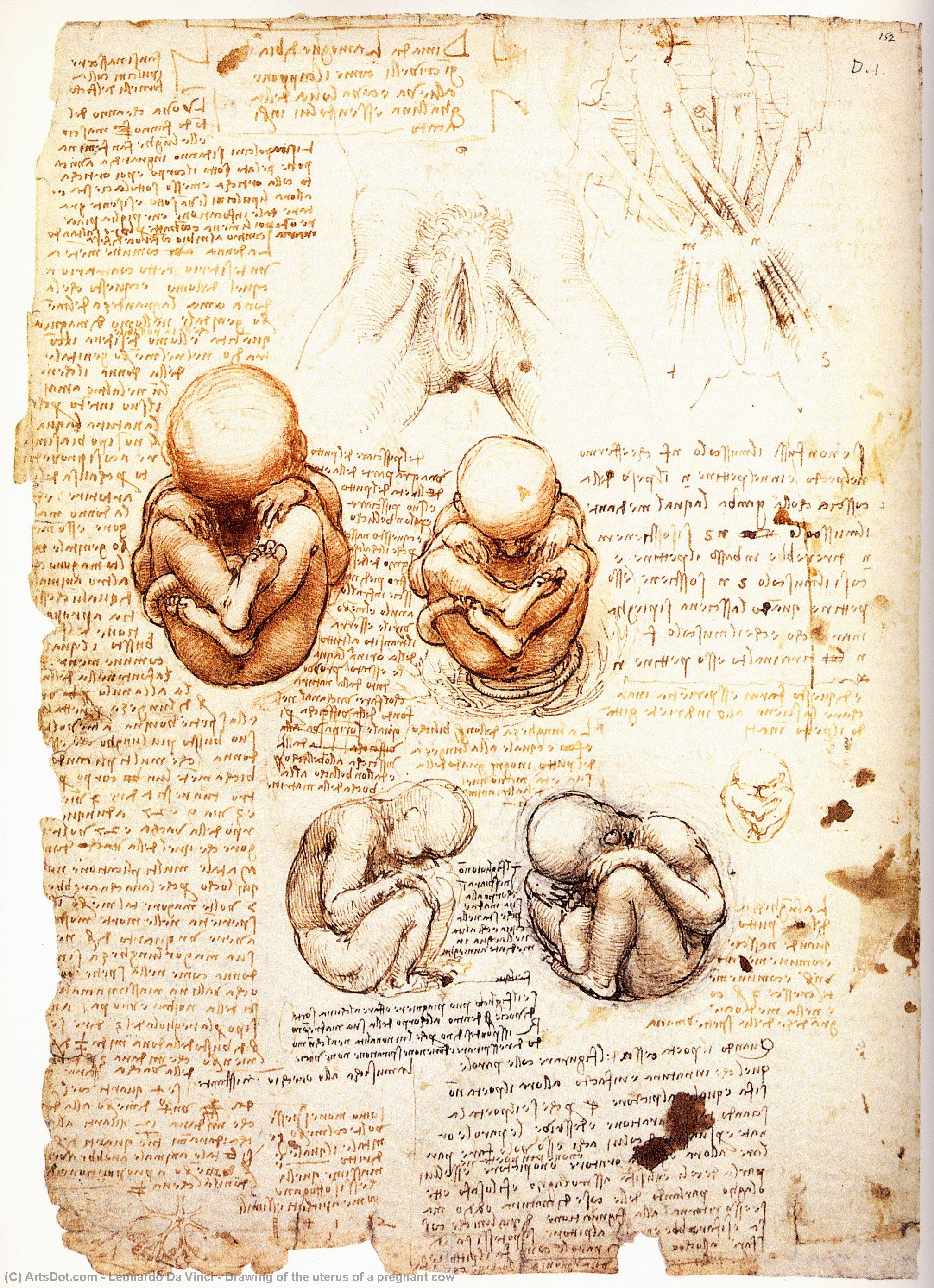 Dibujo Del Útero De Una Vaca Gestante — Leonardo Da Vinci
