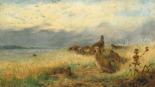 A Covey Of Partridge In The Stubble, With Lapwings Flying Overhead — Archibald Thorburn