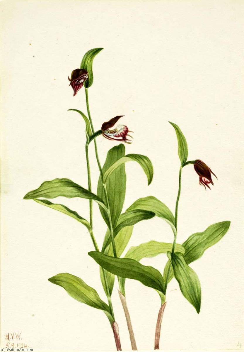 Ramshead Lady's Slipper (cypripedium Arietinum) — Mary Vaux Walcott