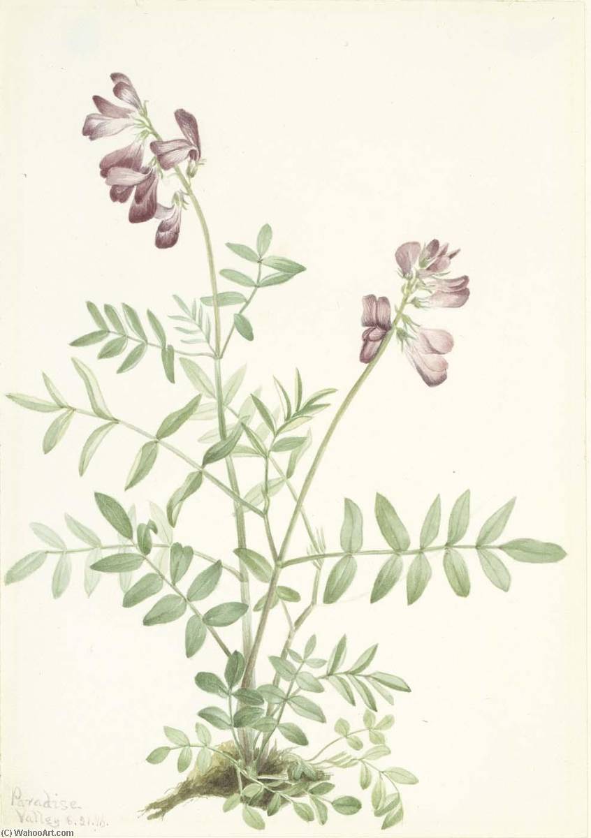Northern Hedysarum (hedysarum Boreale) — Mary Vaux Walcott