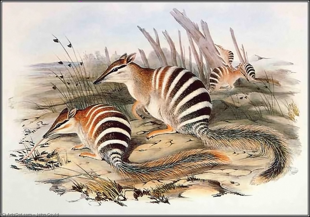 Numbat — Иоанн Гуль