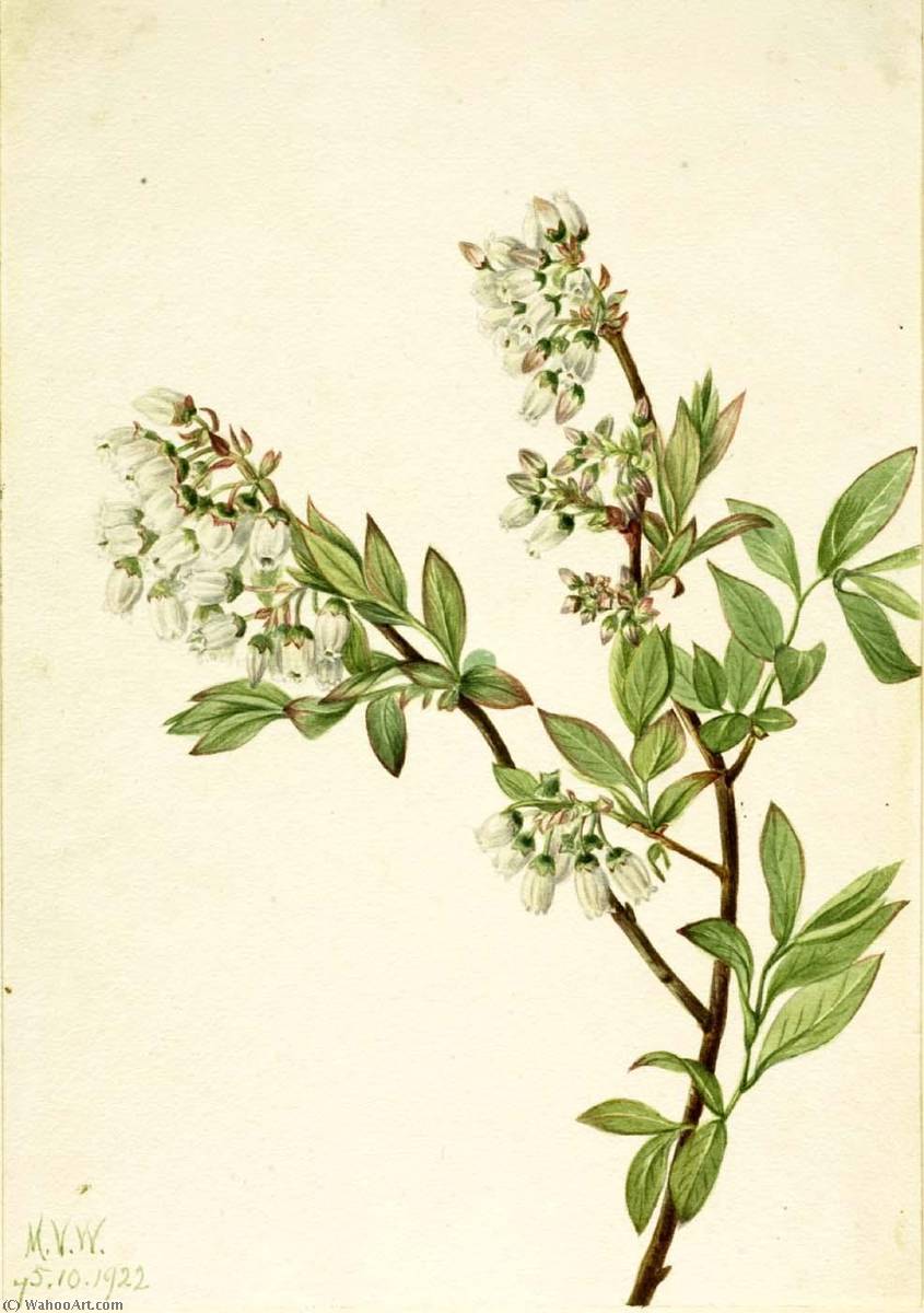 Highbush Blueberry (vaccinium Corymbosum) — Mary Vaux Walcott
