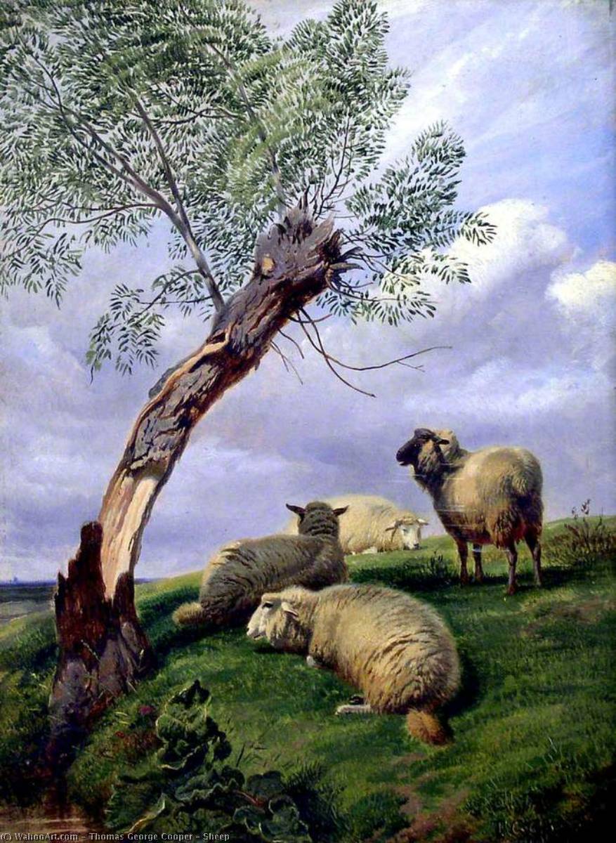 Sheep — Thomas George Cooper