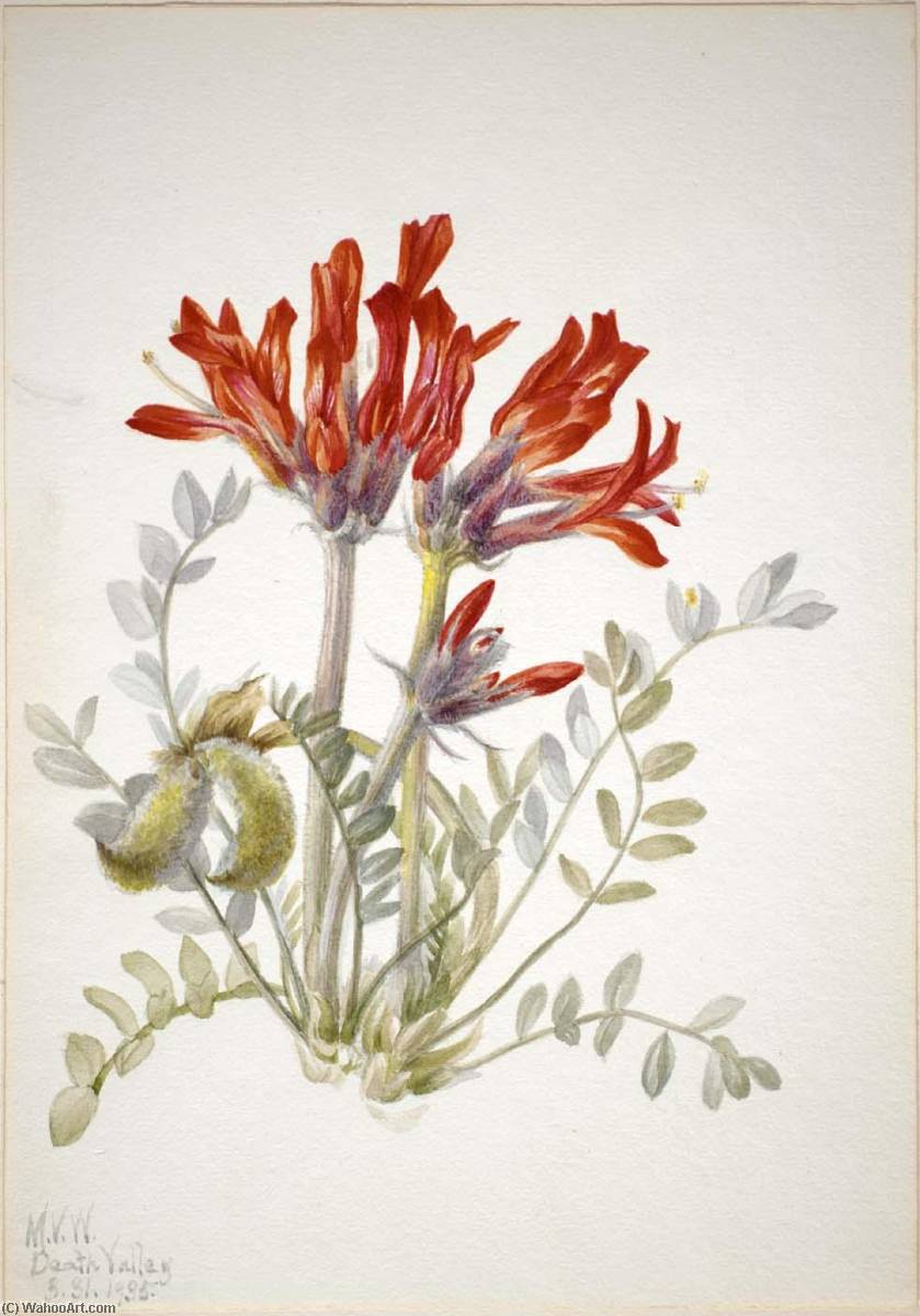 Scarlet Loco (astragalus Coccineus) — Mary Vaux Walcott