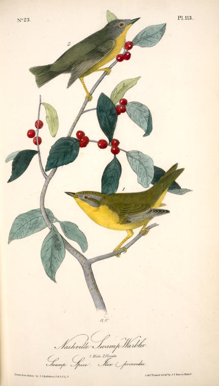 Nashville Swamp-warbler. 1. Male. 2. Female. (swamp Spice. Ilex Prinoides.) — John James Audubon