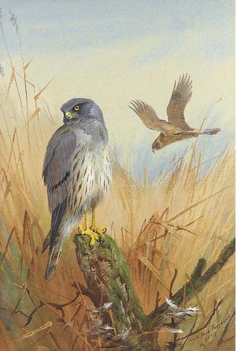 Montagu's Harrier — Archibald Thorburn