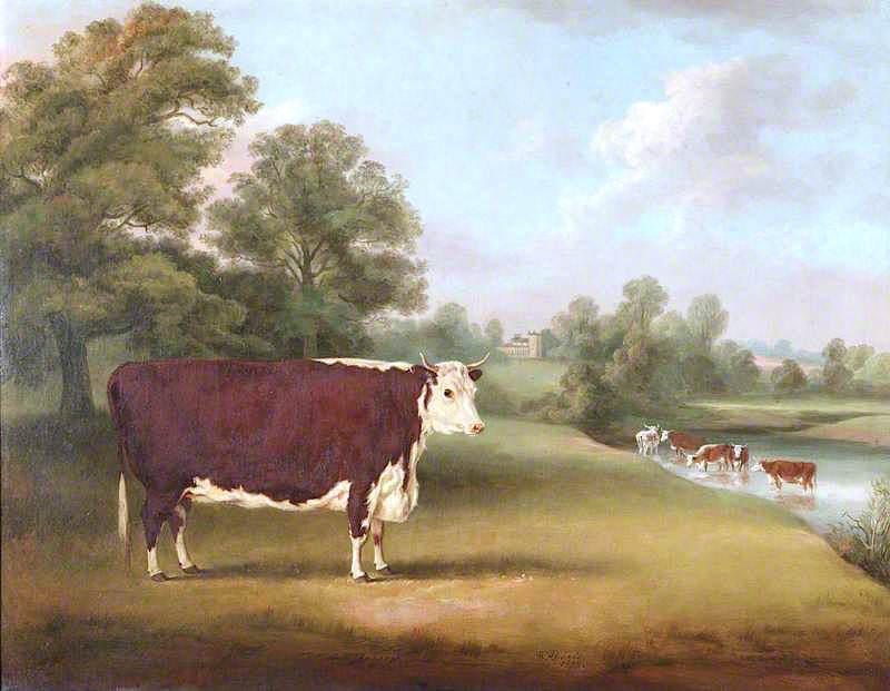 Hereford Cow Near Cronkhill Farmhouse — William Henry Davis