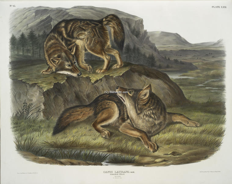 Canis Latrans, Prairie Wolf. Males — John James Audubon