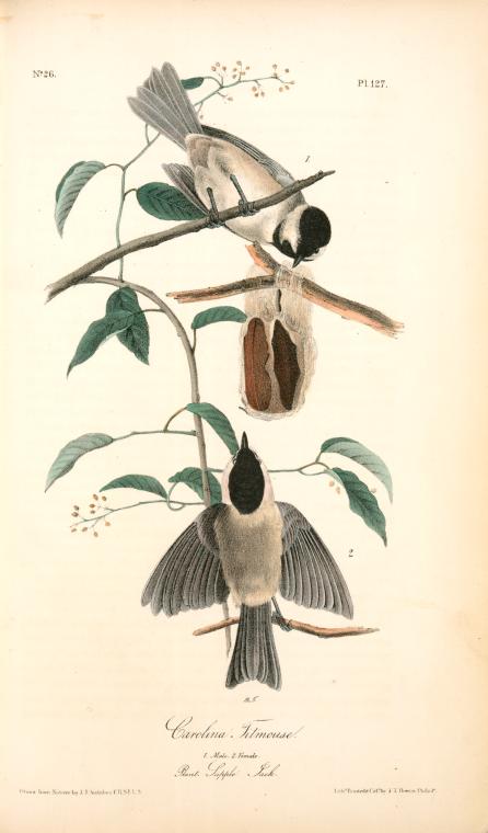 Carolina Titmouse. 1. Male. 2. Female. (plant. Supple Jack.) — John James Audubon
