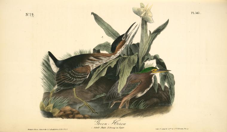 Green Heron. 1. Adult Male. 2. Young In Sept — John James Audubon