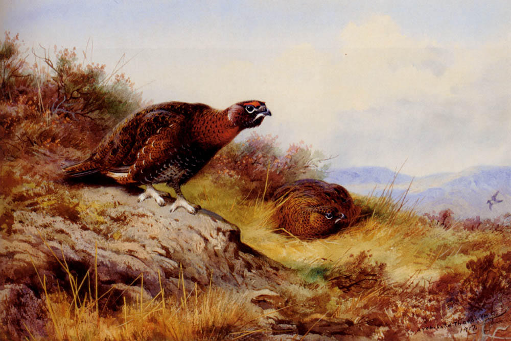 Red Grouse On The Moor — アーチボルド・ソーバーン