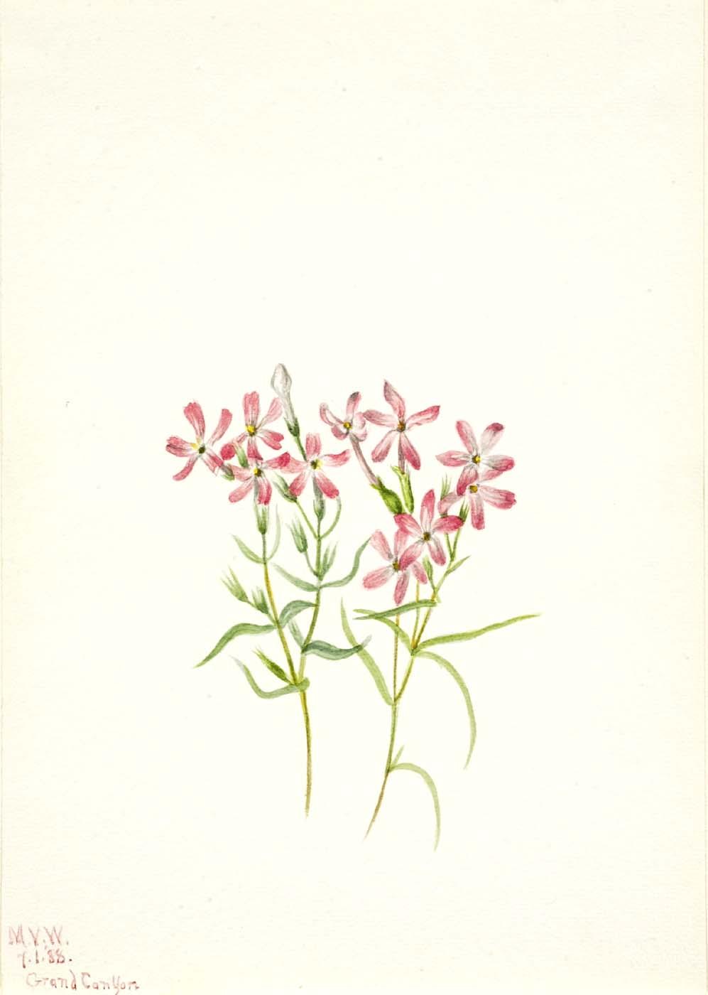 Phlox Stansburyi — Mary Vaux Walcott