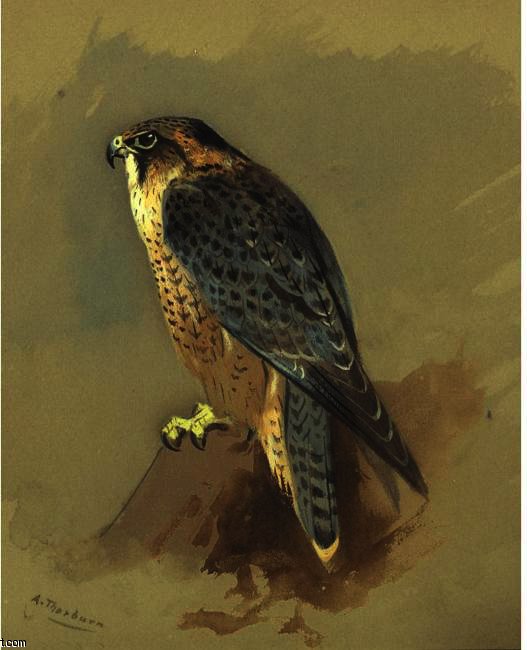 British Peregrine Falcone — アーチボルド・ソーバーン
