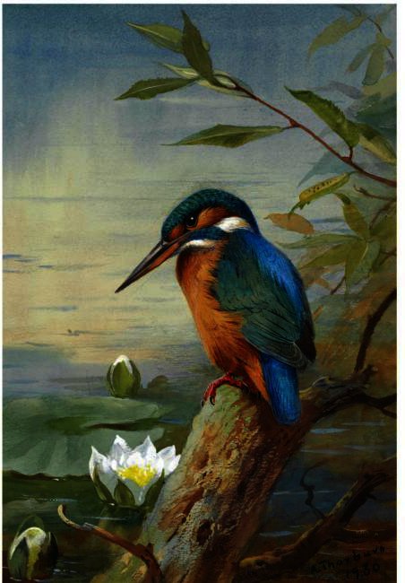 Kingfisher — Archibald Thorburn
