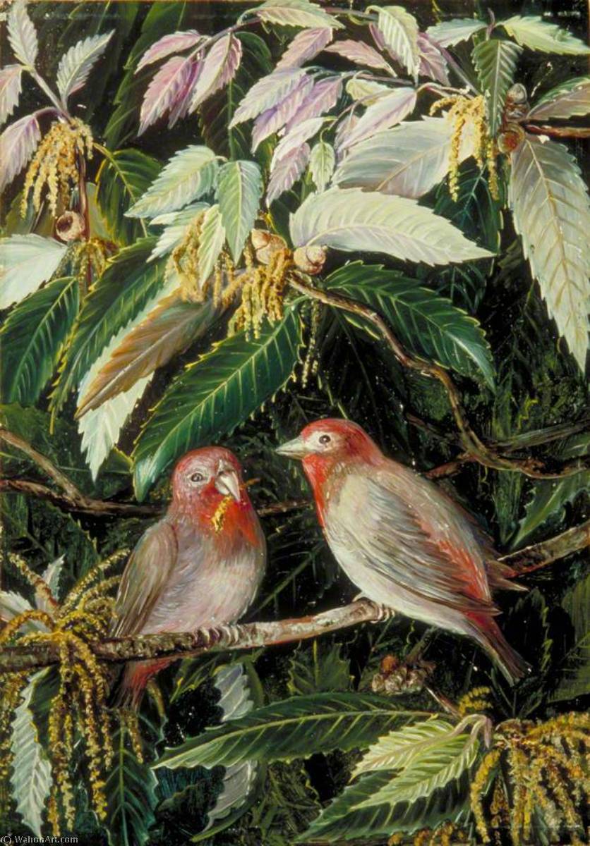 Eine Himalaya-eiche Und Vögel, Nainee Tal, Indien — Marianne North
