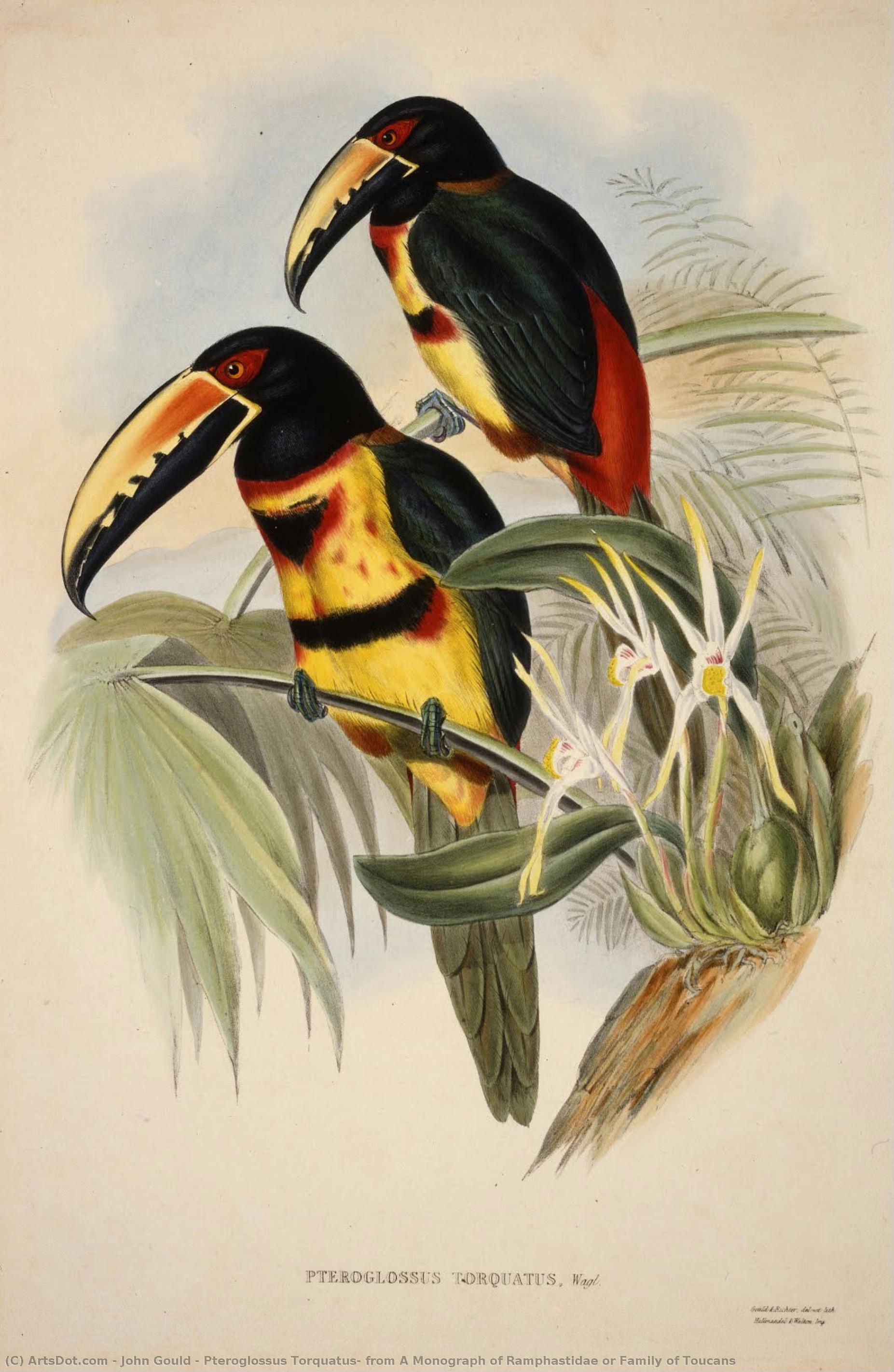 Pteroglossus Torquatus, Aus Einer Monografie Der Ramphastidae Oder Familie Der Tukane — John Gould