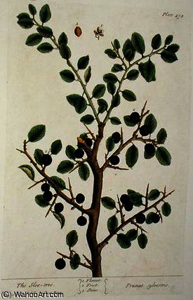 The Sloe Tree — Elizabeth Blackwell