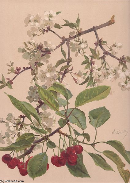 Watercolor Of A Cherry Branch — Alice Bailly