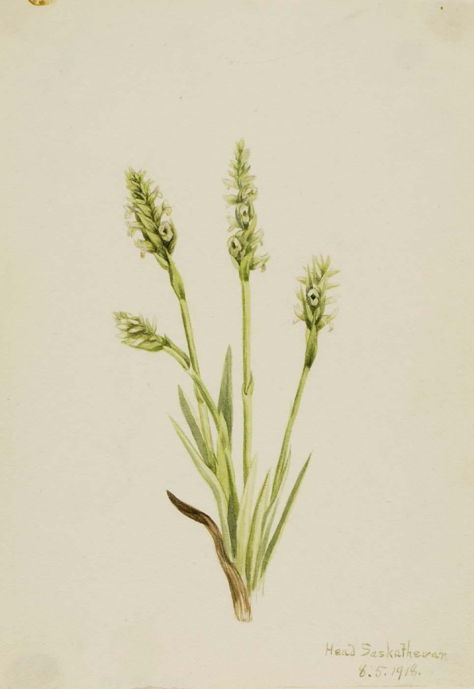 Hooded Ladies Tresses (ibidium Strictum) — Mary Vaux Walcott