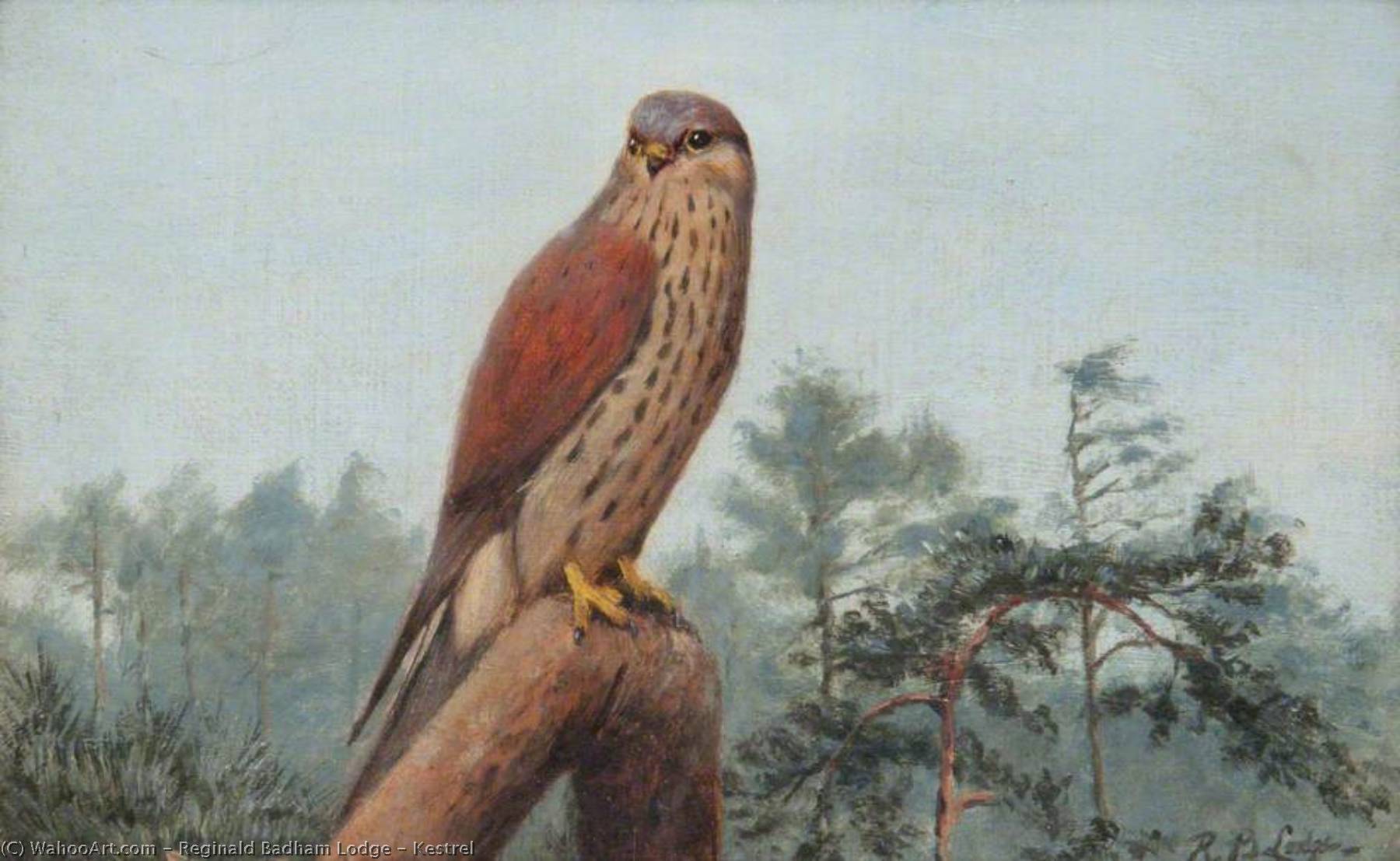 Kestrel — Reginald Badham Lodge