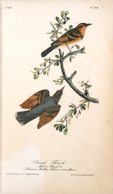 Varied Thrush . 1. Male. 2. Female. (american Mistletoe, Viscum Verticillatum.) — John James Audubon