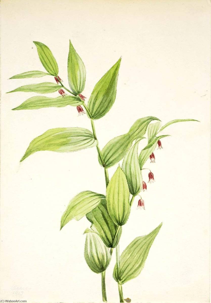 Pink Twisted Stalk (streptopus Curvipes) — Mary Morris Vaux Walcott