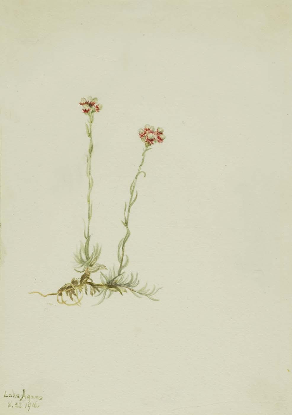 Pink Pussytoes (antennaria Rosea) — Mary Morris Vaux Walcott